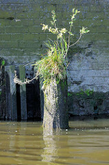 Reste eines Holzdalbens mit Gras und einem kleinen Baum bewachsen - Relikte / Überbleibsel vom alten Hamburger Hafen.  Im Hintergrund eine Kaimauer, bemooste Ziegelmauer.