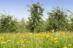 Wiese mit gelb blühendem Löwenzahn - Apfelbäume in Blüte im Hintergrund.