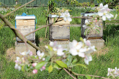 Apfelblüte im Alten Land - Europas größtem Obstanbaugebiet; Bienenkästen.
