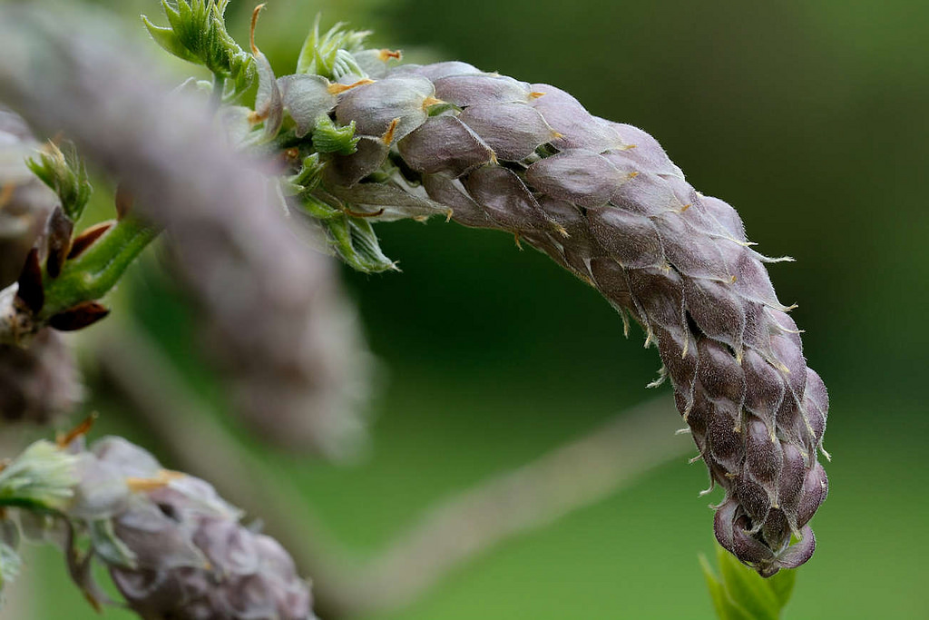 wisteria sinensis blue Blue Chinese Wisteria Tree for Sale