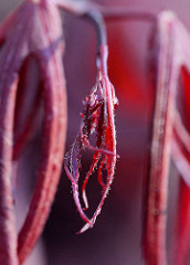 Junges Blatt vom roten Zierahorn  / Edelahorn, Acer.