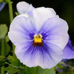 Blüte vom Hornveilchen / Viola cornuta.
