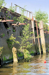 Alte Kaimauer am Reiherstieg im Hamburger Hafen - Reste von Holzdalben / Streichdalben sind mit Gras und Büschen bewachsen - Wildkraut wächst aus der Steinmauer; Eisenringe, Halterungen für Streichdalben ragen leer aus der Ziegelmauer.