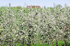 Blühende Apfelplantage in Jork - Apfelblüte im Obstanbaugebiet Altes Land.