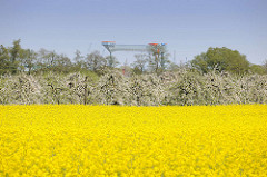 Frühlingsbilder aus Jork, gelb blühendes Rapsfeld, Apfelbäume in Blüte / Apfelblüte; im Hintergrund der Werftkran der Sietas Werft in Hamburg Neuenfelde.