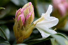 Blütenknospe vom Rhododendron.