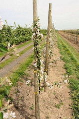 Apfelblüte im Alten Land - Europas größtem Obstanbaugebiet, junge Apfelbäume durch einen Holzpfahl gestützt.