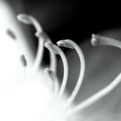 Staublätter / Staubgefässe vom Rhododendron - Macro, Schwarz Weiss Fotografie.