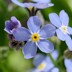 Nahaufnahme von Blüten des Vergissmeinnicht / Myosotis.