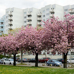 Blüte der Japanischen Zierkirsche - Hochhäuser der Lenzsiedlung, Hamburg Stellingen.