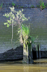Reste eines Holzdalbens mit Gras und einem kleinen Baum bewachsen - Relikte / Überbleibsel vom alten Hamburger Hafen. Im Hintergrund eine Kaimauer, bemooste Ziegelmauer.
