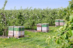 Apfelblüte im Alten Land - Europas größtem Obstanbaugebiet; Bienenkästen.