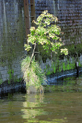 Reste eines alten Holzdalbens mit Gras und jungem Baum bewachsen - bemooste Kaimauer mit Eisenleiter; Relikte vom alten Hafen Hamburgs.