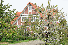 Wohnhaus mit Fachwerk - blühender Apfelbaum, Westerjork / Jork, Altes Land.