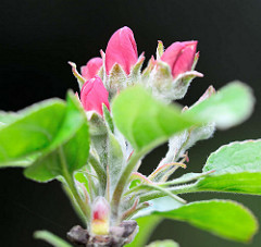 Blütenknospen eines Apfelbaums / Malus.