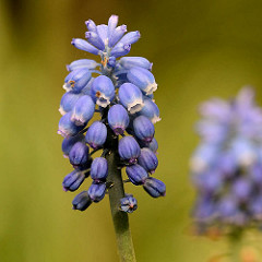 Blüte einer Perlhyazinthe, Traubenhyazinthe / Muscari;  Pflanzengattung in der Familie der Spargelgewächse (Asparagaceae).
