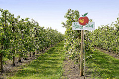 Apfelplantage - blühende Apfelbäume, Herzapfelhof im Alten Land / Jork.