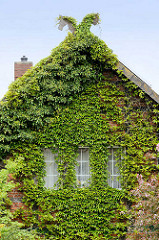 Hausfassade mit Kletterpflanze bewachsen - Fotos aus dem Wendland.