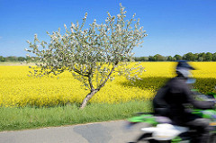 Motorradtour durch das Wendland im Frühling - blühende Rapsfelder und Apfelbaum in Blüte - blauer Himmel, Motorradfahrer.