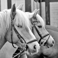 Pferdeportrait in Schwarz Weiss, Bilder aus dem Wendland.