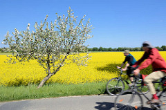 Frühlingstour mit dem Fahrrad durch das Wendland - blühende Apfelbäume am Strassenrand - gelbes Rapsfeld in Blüte.