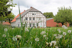 Wiese mit Pusteblumen - Fruchtstand vom Löwenzahn; Fachwerkhaus in Dickfeitzen / Wendland.