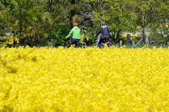Frühling im Wendland - Fahradfahrer / Fahrradfahrerin im blühenden Rapsfeld.