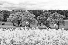 Landschaft im Wendland - blühender Raps - Bäume am Feldweg, Wald im Hintergrund / Schwarz Weiss Fotografie.