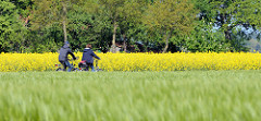 Radtour im Frühling durchs Wendland - Fahrt durch Wiesen und Felder, blühender Raps.