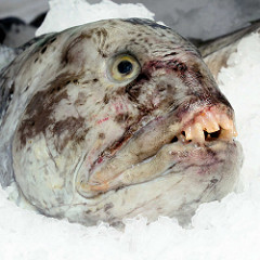 Bilder vom Hamburger Fischmarkt: Der Gestreifte Seewolf / Steinbeisser (Anarhichas lupus) ist ein 1,25 bis 1,5 Meter lang werdender Meeresfisch, der in der Nordsee lebt. Gestreifte Seewölfe laichen von Oktober bis Januar. Die Weibchen legen bis zu 25