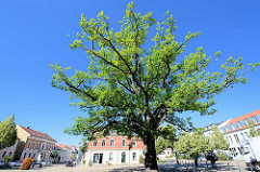 Alter Eichenbaum auf dem Marktplatz von Werder, Havel.