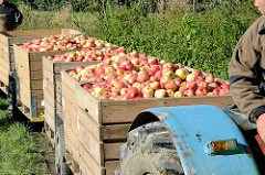 Apfelernte im Alten Land - Trecker mit Anhängern, die mit frisch gepflückten Äpfeln gefüllt sind.