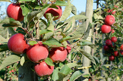 Apfelbäume mit reifen roten Äpfeln im Alten Land - Blauer Himmel.