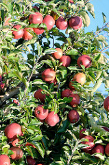 Reife rote Äpfel - Obstanbaugebiet im Alten Land.