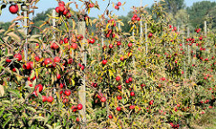 Apfelbäume mit reifen roten Äpfeln im Alten Land - Blauer Himmel.