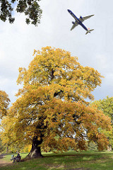 Herbstbaum im Jenischpark von HH-Othmarschen; Einflugschneise für den Flughafen Finkenwerder.