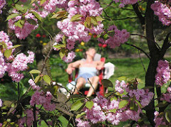 Blüte der Japanischen Zierkirsche im Hamburger STadtpark - Liegestuhl auf der Liebesinsel am Stadtparksee