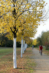 Allee mit Herbstbäumen im Elbpark Entenwerden an der Norderelbe in Hamburg Rothenburgsort -  Teil vom Elberadweg / Radwanderweg.