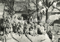 Herde Rhesusaffen im Freigehege in Hagenbeck's Tierpark in Hamburg Stellingen.
