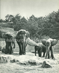 Elephanten im Freigehege - Hagenbecks Tierpark in Hamburg Stellingen.