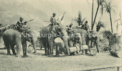 Indische Völkerschau von Gustav Hagenbeck - historische Darstellung von indischen Arbeitselephanten unter Palmen, die Tiere tragen Baumstämme, die Elefantenführer sitzen auf den Tieren.