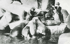 Seelöwen im Freigehege - Hagenbeck und Wärter; historische Fotos von Hagenbecks Tierpark in Hamburg Stellingen.