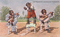 Carl Hagenbeck's musizierende Chimpansen - Schimpansen in Menschenkleidung mit Schuhen spielen Geige und Guitarre.