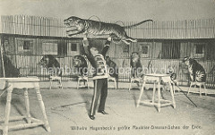 Circus bei Hagenbecks - Wilhelm Hagenbeck's größte Raubtier-Dressur-Schau der Erde; Löwen und Tiger sitzen auf Schemeln, ein Tiger springt durch zwei Reifen, die der Dompteur in Uniform hochhält.