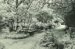 Alte Aufnahme von den Begräbnisstätten beim Dammtor - die Gräber sind überwuchert; die alte Hamburger Friedhofsanlage wurde um 1930 aufgelöst.
