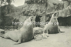 Brüllende Seelöwen im Freigehege Hagenbecks Tierpark in Hamburg Stellingen.