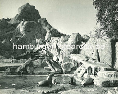 Seelöwen und Robben im Freigehege - im Hintergund ein Eisbär; Hagenbecks Tierpark in Hamburg Stellingen.