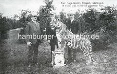 Carl Hagenbeck's Tierpark, Stellingen - 19 Monate alter, im Tierpark gezüchteter Tiger.