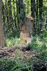 Ein von Bibern angenagter Baumstamm im Spreewald bei Schlepzig.