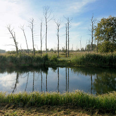 Kahle Bäume am Ufer der Spree - Schilf am Ufer in der Nähe von Lübbenau.